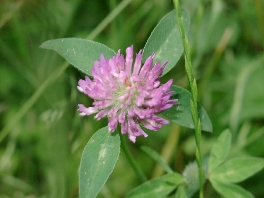 Roter Wiesenklee